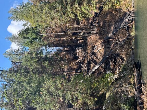 Burned debris on hillside