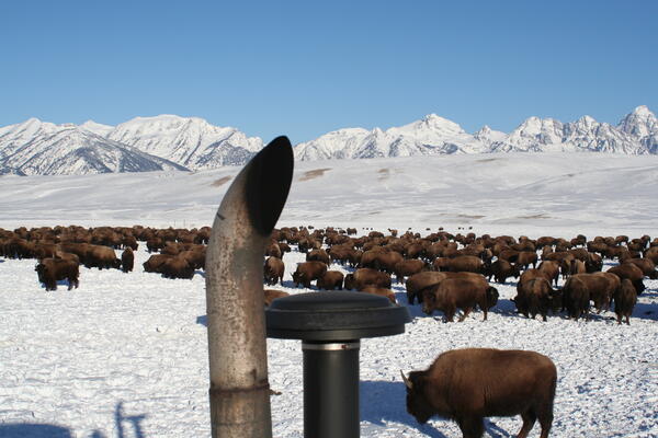 Bison herd feeding in the snow as seen from a tractor