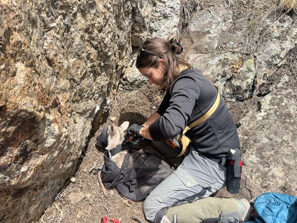 Graduate student is attaching a radio collar on a bighorn sheep
