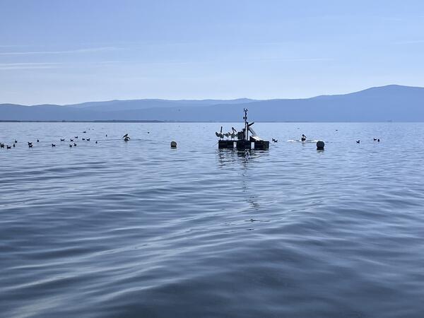 shaded silhouettes of birds resting on USGS platform housing water-quality instruments floating in blue waters