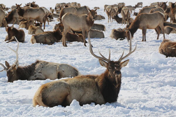 Elk in snow