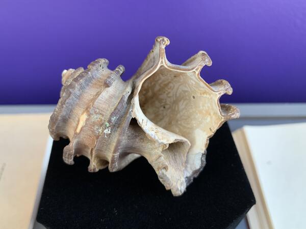 Ecphora gardnerae, a snail shell named in honor of Julia Gardner. 