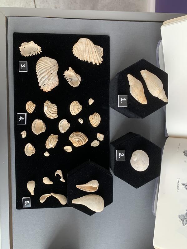 Fossil clams and snails
