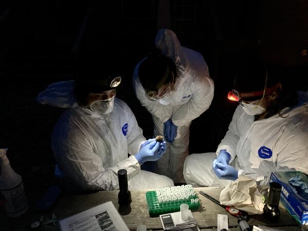 Three people wearing protective gear and headlamps light up a bat held in gloved hands.