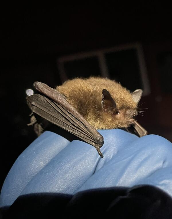 A small bat perches on a gloved hand, its wing folded and its mouth open