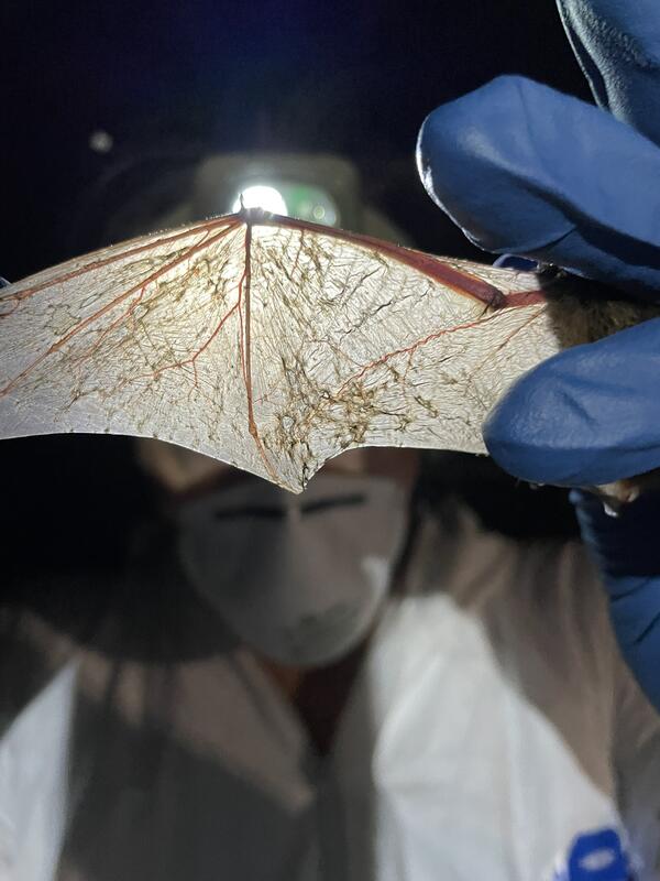 A headlamp shines through the translucent skin of a bat's outstretched wing, illuminating bones, blood vessels, and scars