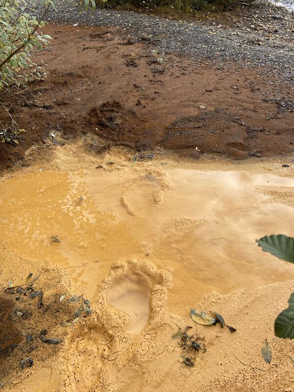 Bear tracks in an orange-stained river.