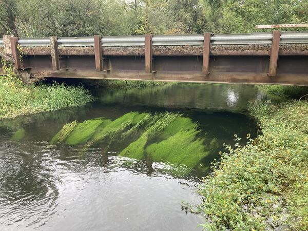 A dense patch of plants grows underwater