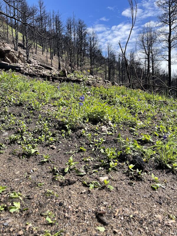a hillslope in a burned forest partially covered with new vegetation
