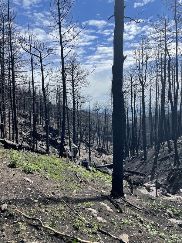 forest with burned trees and very little vegetation.  A piece of equipment is being installed on burned hillside