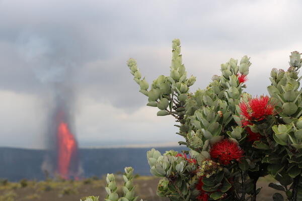 Color photograph showing plant and lava fountain in the background