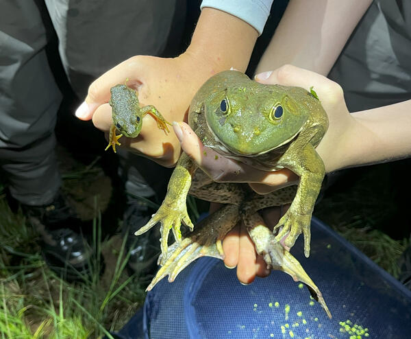 American bullfrogs