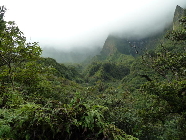 Clouds saturate a forest area in ‘Īao Valley, Maui through the process of cloud-water interception.