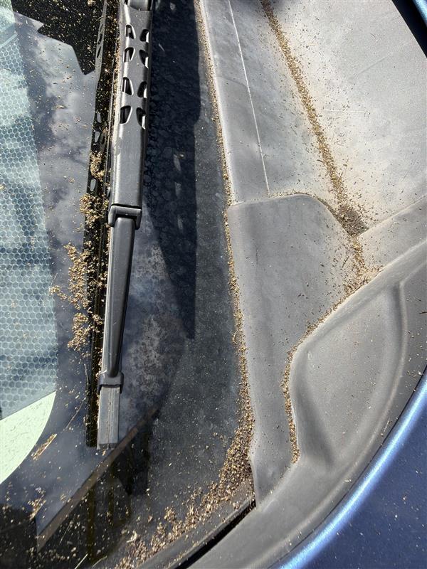 Color photograph of ash on a vehicle windshield and hood