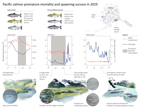 Black text on a white background with three drawings of fish and line graphs showing mortality and spawning success of salmon