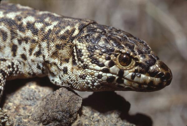 Close-up view of an island night lizard’s upper body highlighting its textured scales and mottled black‑and‑brown coloration.