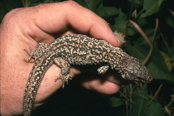 A hand holds an island night lizard, showing brown and brown on white patterns