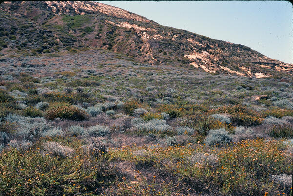 A hillside filled with shrubs and stands of yellow flowers on San Nicolas Island, one of the Channel Islands in CA