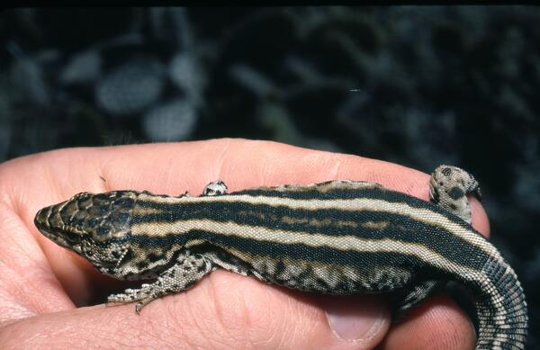 A striped island night lizard, with black stripes and mottling on white.