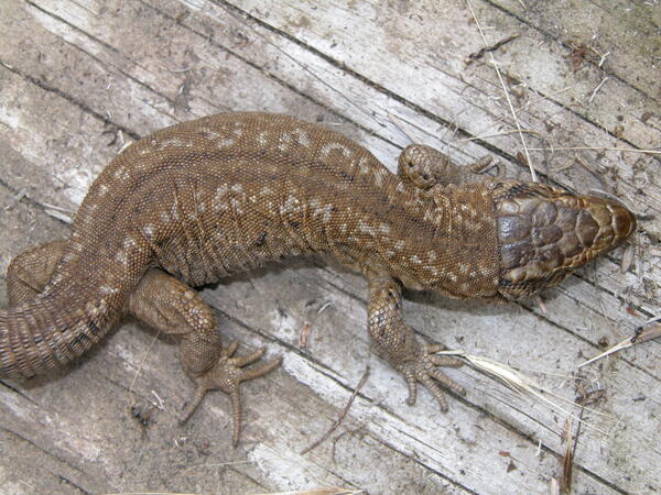 A tan colored island night lizard, with two lines of white mottling along the top of its body