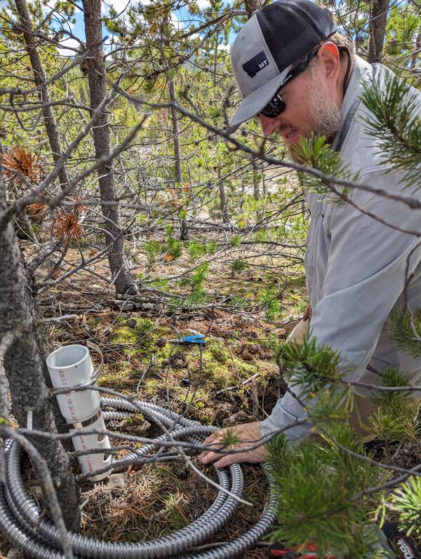 A man installs a small PVC pipe and metal conduit containing wiring at the base of a tree in a wooded area.