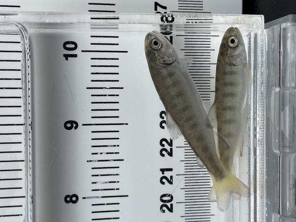 Two small light colored fish in a clear tank filled with water with a ruler behind the tank
