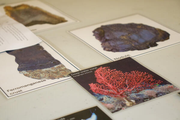 Pictures of coral on a table.