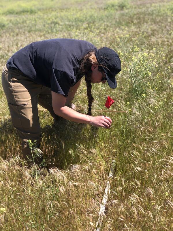 person leaning over placing a long pin with a red flag on top into the ground near a meter stick