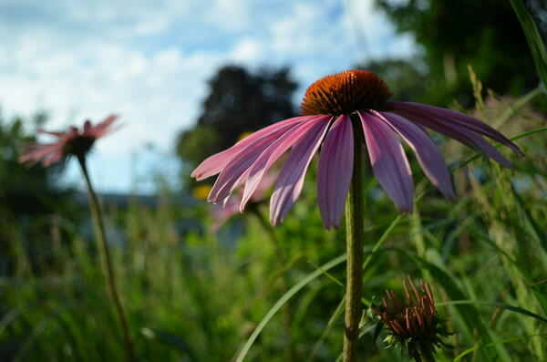 Purple coneflower