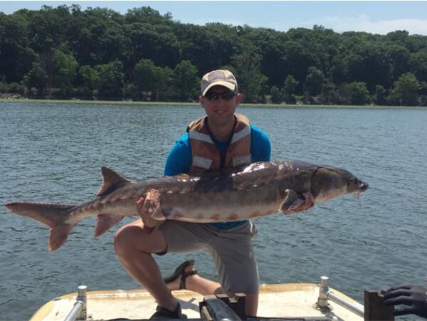 A male scientist wearing sunglasses, baseball hat and a lifejacket holds a large Atlantic sturgeon.