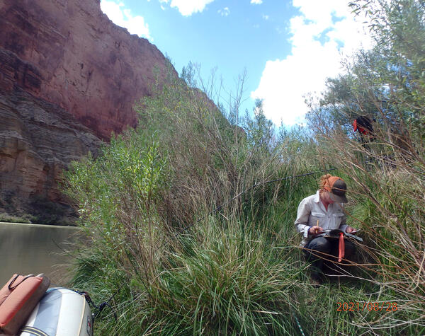A technician sits in tall vegetation collecting data on riparian plants alongside the Colorado River in Grand Canyon