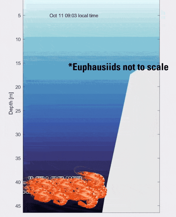 Animated GIF showing an illustration of zooplankton layers moving up and down the water column over a mesophotic reef