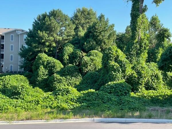Green, leafy vines cover the trees, bushes and telephone poles on a hill outside of an apartment building