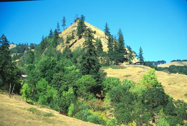 A hill with brownish grass and a mix of evergreen and deciduous against a backdrop of a blue sky