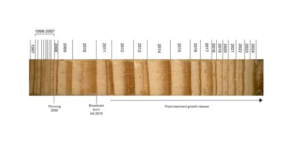 a timeline labels different years of tree ring growth next to a photo of tree ring cores