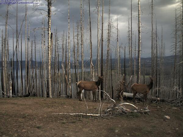 Two elk standing in from of burned trees, with a lake shoreline in the distance under a cloudy sky