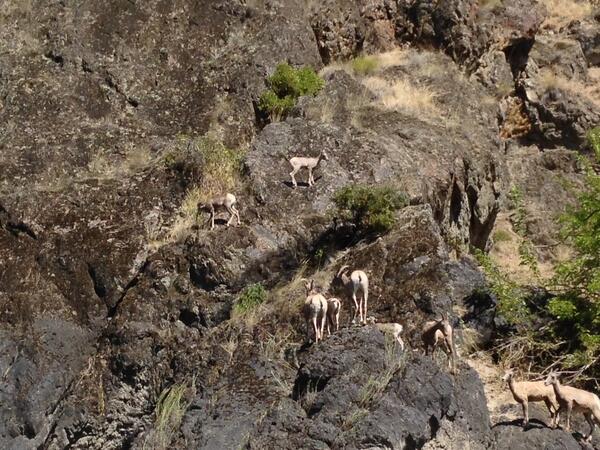 Lambs and yews on cliffside near the Salmon River