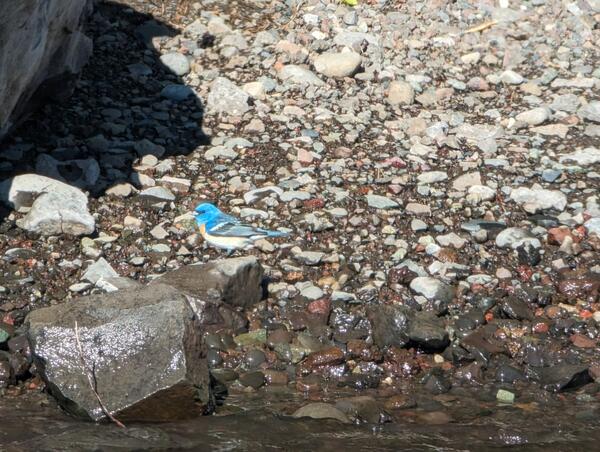 Lazuli Bunting blue bird on a rocky shore