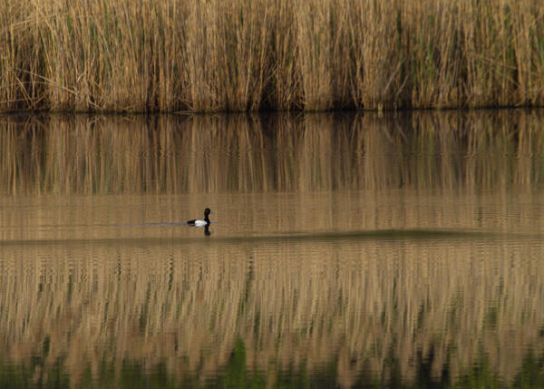 Lesser Scaup