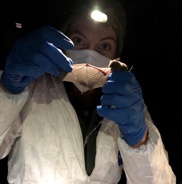 A person wearing a headlamp and protective gear holds a bat with its wing outstretched