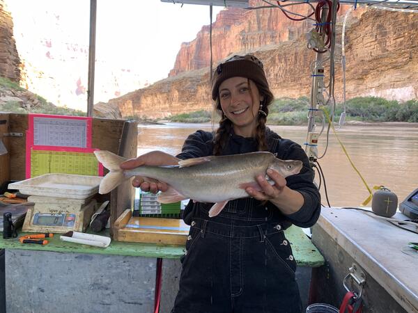 A woman on a research boat in the Colorado River holds up a sucker that the science team is measuring