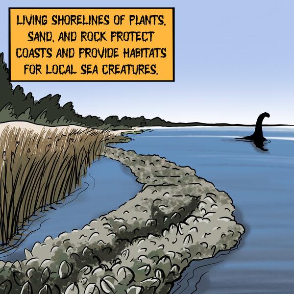An illustration of a living shoreline showing forests, sand dunes, grassy marshes, an oyster reef, and a sea monster.