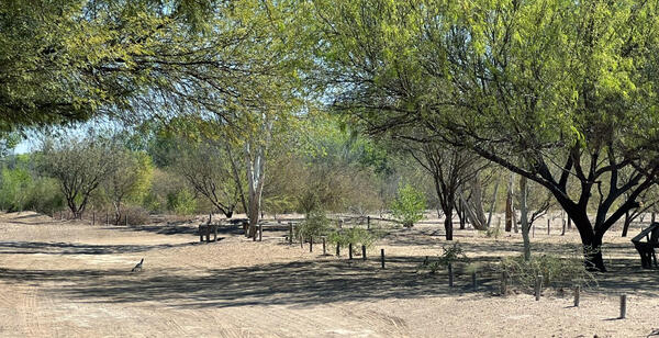 A roadrunner crosses a path toward riparian trees in the lower Colorado River delta area