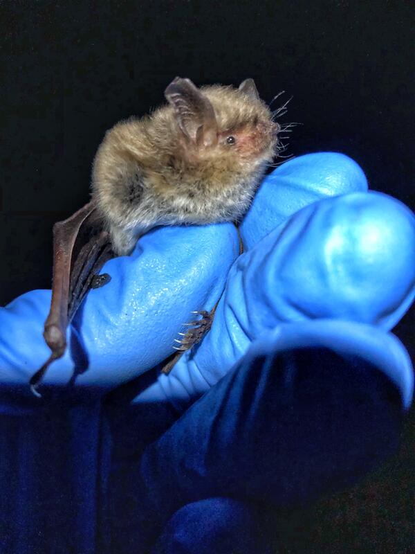 A gloved hand holds a small bat to show its head and body