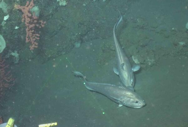 Two long-tailed silver fish rest at the bottom of the ocean