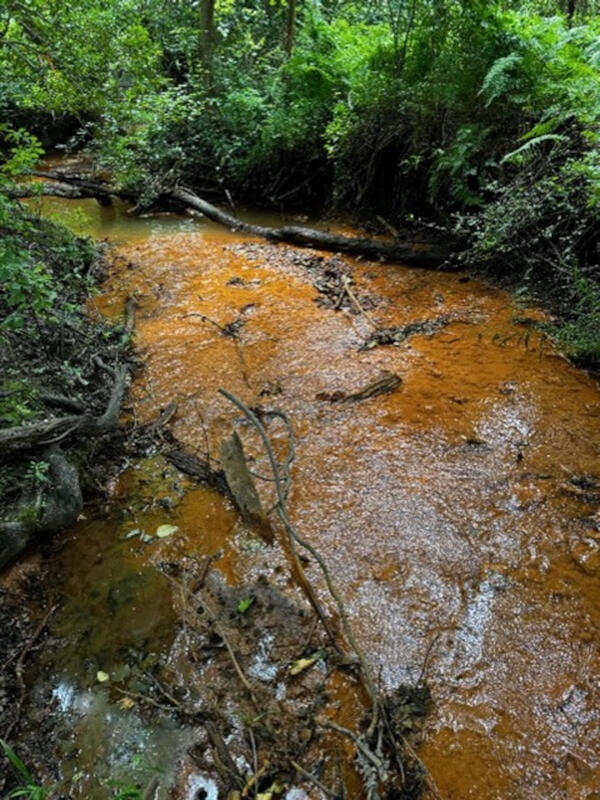 Looking along a shallow stream running through a densely wooded area