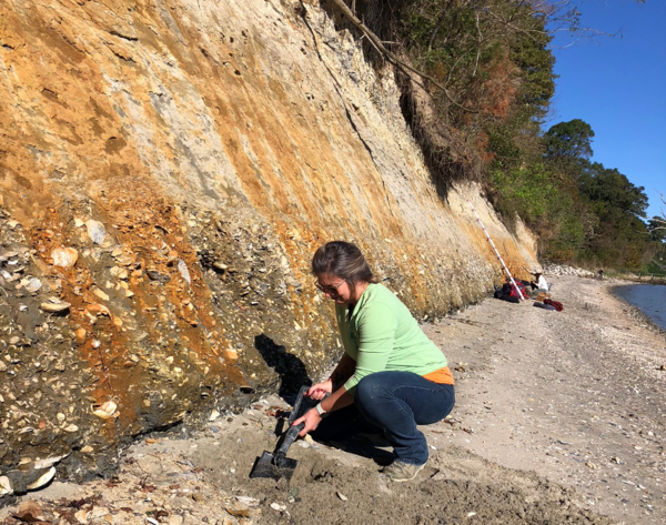 scientist crouching and collecting fossilized shells and sediment