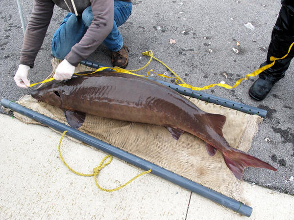 Measuring A Lake Sturgeon from Cayuga Lake