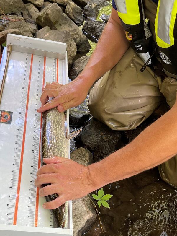 Fish measured by scientist on large ruler to determine length.