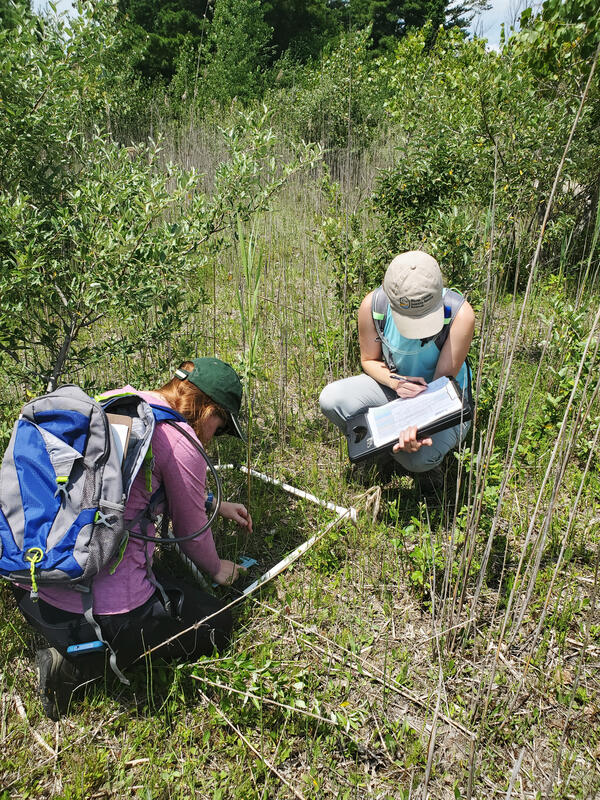 Researchers monitor Phragmites australis in a field